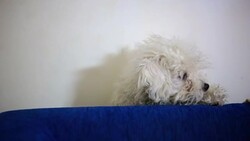 Cute little dog jumping up at camera Stock Footage