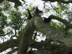 MS PAN Chickens on large tree branches / Quimbaya, Quindio, Colombia   Stock Footage