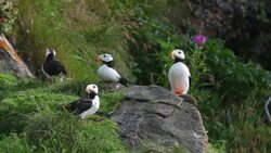 Horned Puffin in breeding plumage, Alaska Maritime National Wildlife Refuge near Lake Clark National Park, Alaska  (Fratercula corniculata) Stock Footage