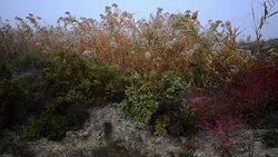 Steppe in Caucasus Stock Footage