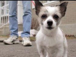 Companies that were sued over contaminated pet food have agreed to a settlement of $24 million. News Clip