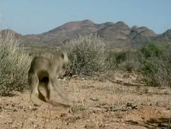 Highspeed Meerkat, Suricata suricatta standing, runs away, Namaqualand, South Africa Stock Footage
