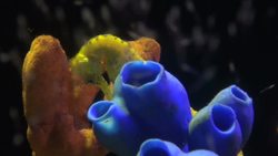 Biological Classification - The Porifera & Cnidaria Instructional Video