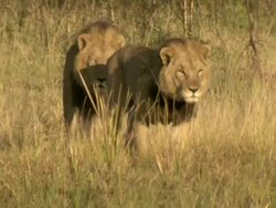 MS TS Shot of lions walking through short grass towards camera / Okavango Delta, North-West District, Botswana Stock Footage