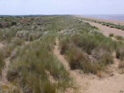 Low aerial across dune grass along Heacham Beach Stock Footage