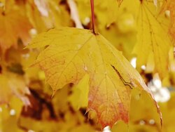 HD: Rainy Day In Autumn Forest Stock Footage