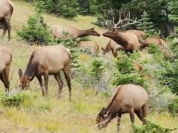 MS Massive bull elk standing amongst his harem of cows up on tundra / Grand Lake, Colorado, United States Stock Footage