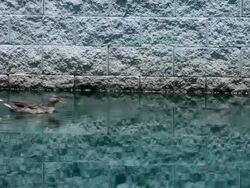 Mallards Swimming Stock Footage