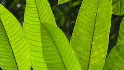 A slight breeze rustles bright green leaves. Stock Footage