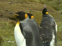 King Penguins on Falklands News Clip