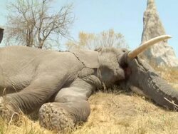 MS TS Shot of large elephant lies in grass and then gets up / ghanzi district, ghanzi district, botswana Stock Footage
