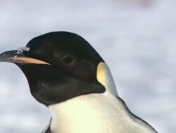 CU Adult penguin head / EkstrÃƒÂ¶m Ice Shelf,Atka Iceport Emperor Penguin Colony,  Queen Maud land, Antarctica Stock Footage
