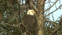 A bald eagle perches high in a tree. Stock Footage