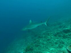 Grey reef shark, Carcharhinus amblyrhynchos, s, reef, underwater, Fiji, South Pacific, South Pacific  Stock Footage