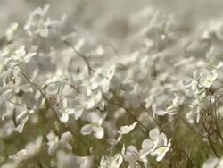 MS Shot of Mass of small white flowers / Namaqualand, Northern Cape, South Africa Stock Footage