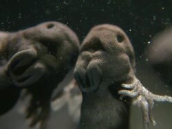 Tadpole of Common Frog (Rana temporaria) with gills Stock Footage