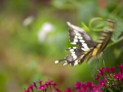 CU SLO MO Shot of Swallowtail butterfly flying away from pink flower / Santa Barbara, California, United States Stock Footage