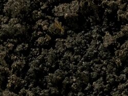 T/L bean epigeal germination, high angle. Cotyledon and first leaves emerge from soil Stock Footage