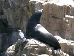 Sea lion poses and displays on rock formation Stock Footage