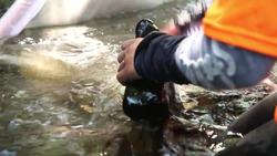 Collecting and Identifying Benthic Macro-invertebrates for Water Quality Assessment Instructional Video