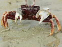 Crabs on the beach Stock Footage
