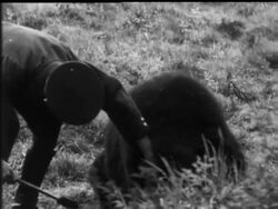 Winter Guests At Whipsnade Zoo News Clip