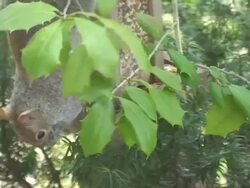Video of a Squirrel Eating Stock Footage