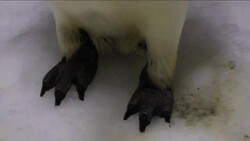 Emperor penguin found on NZ beach ready to return to wild News Clip