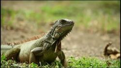 Debt write-offs and loans help expand conservation News Clip