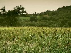 Pollen flying on a filed Stock Footage