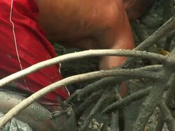 MS ZI ZO Man hunting crabs at mangrove / Ilha dos Lencois, Maranhao, Brazil Stock Footage