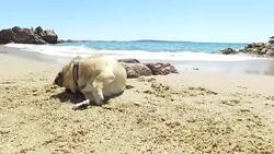 Pug dog playing on the beach. Stock Footage