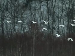 MS TS Red crowned Cranes flying over / Tsurui, Japan Stock Footage