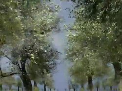 OLD PEAR TREES: CLOSE/MID/FAR - MOVING IN. CLOUDS (loop) Stock Footage