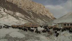 A herd of animals gathers near a village. Stock Footage