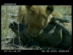 CU lioness killing Warthog (Phacochoerus aethiopicus) by stranglehold, pan right to 2nd lioness licking prey Stock Footage