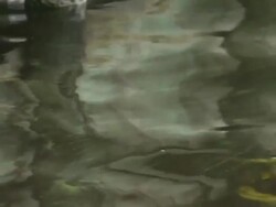 Algal Bloom on the Bulkhead Stock Footage