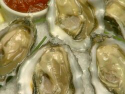 A plate of oysters on the half shell Stock Footage