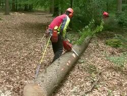 MS Lumberjacks at work in forest / Zerf, Rhineland Palatinate, Germany Stock Footage