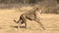 A cheetah runs through the savanna. Stock Footage