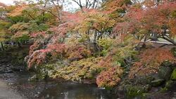 Autumn in Nara park, Japan. Stock Footage