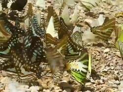 Butterfly dolly shot ,HD Stock Footage