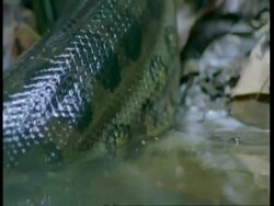 BCU Anaconda body moving out of water, South America Stock Footage