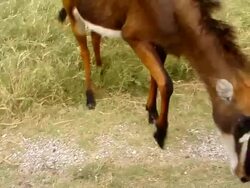 safari Stock Footage