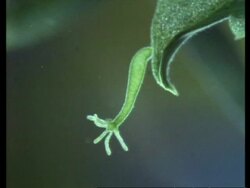 MS microscopic view of Hydra moving, hanging from leaf Stock Footage