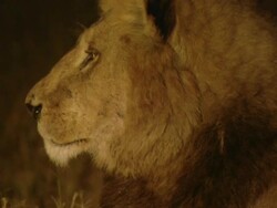 MS Lion lying in grass at night and observing surroundings / Okavango Delta, North West District, Botswana Stock Footage