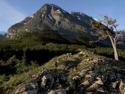 MS ZO View of Wynn Mountain Early morning / Glacier National Park, Montana, United States    Stock Footage
