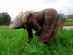 Woman weeding crop by the river Stock Footage