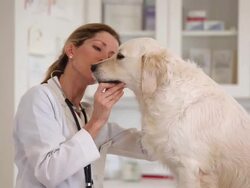 MS Veteranarian Examining Dog on Exam Table / Richmond, Virginia, USA Stock Footage
