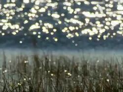 Tall grass blows gracefully in the wind, while sunlight glistens on the Platte River Stock Footage